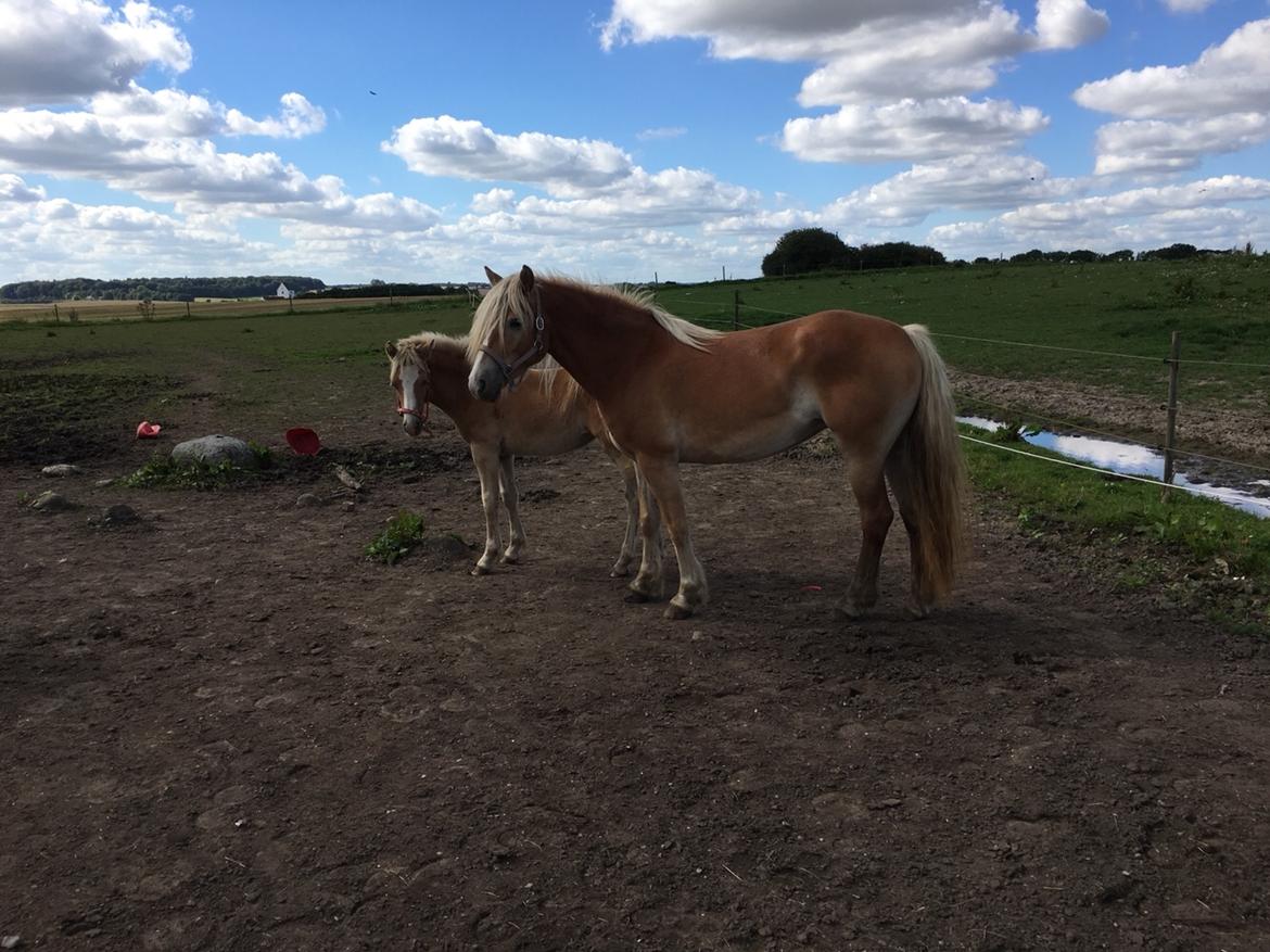 Haflinger Nordan's Amanda billede 5