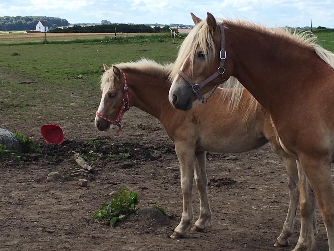 Haflinger Nordan's Amanda billede 6