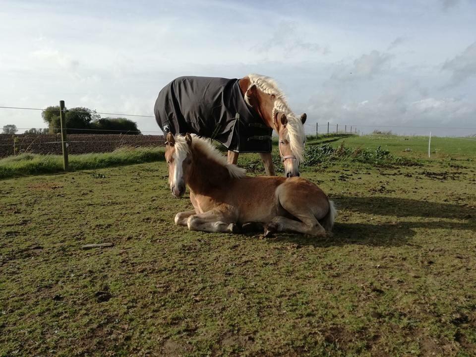 Haflinger Nordan's Amanda billede 7