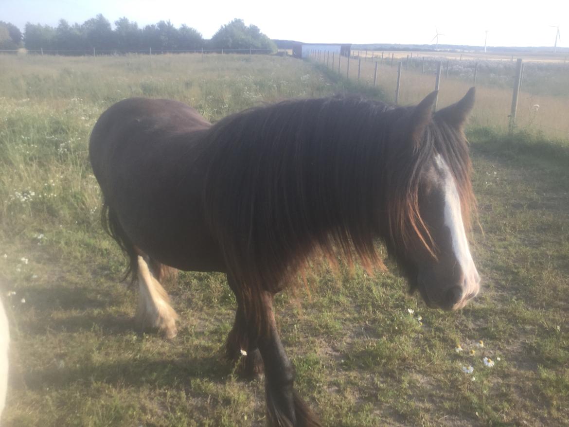 Irish Cob Lucy Caomh af Lærkegaarden billede 16