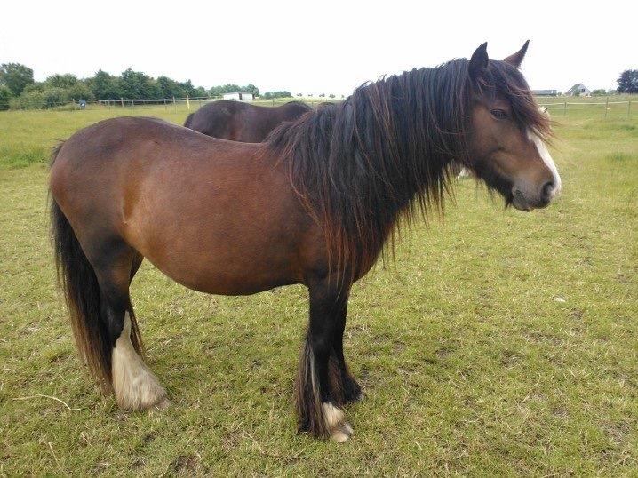 Irish Cob Lucy Caomh af Lærkegaarden billede 17