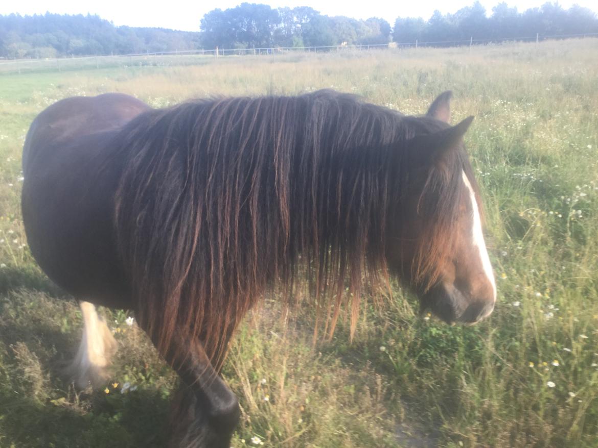 Irish Cob Lucy Caomh af Lærkegaarden billede 15