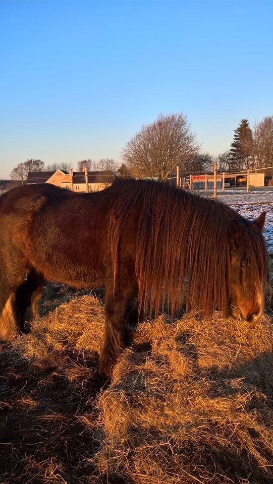 Irish Cob Lucy Caomh af Lærkegaarden billede 18