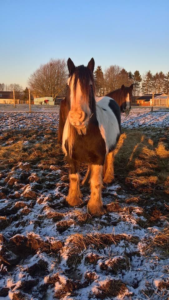 Irish Cob Haven´s Mella billede 20