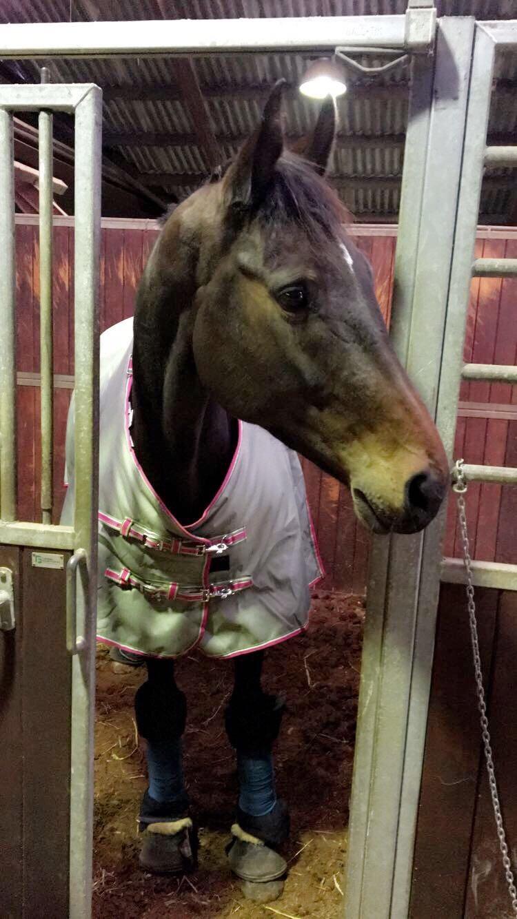 Dansk Varmblod Elversøes Chanel - Store flyttedag. Her venter vi på far kommer med bil/trailer, så vi kunne tage den 3 timer tur til Thy :) billede 13