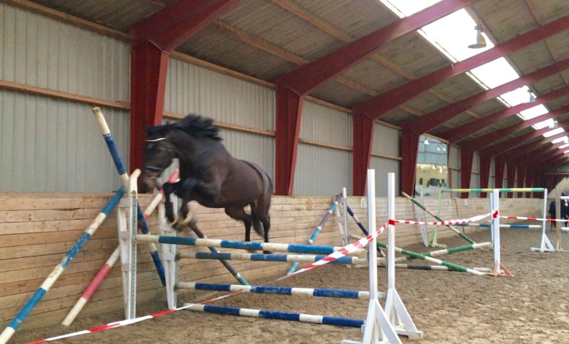 Dansk Varmblod Elversøes Chanel - Lidt løsspring på Malling - hun ELSKEDE det bare, og var næsten ikke til at stoppe igen! billede 12