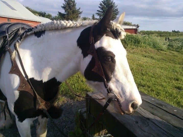 Irish Cob Willow Of Titans billede 42