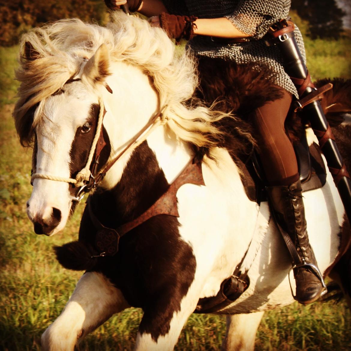 Irish Cob Willow Of Titans billede 43