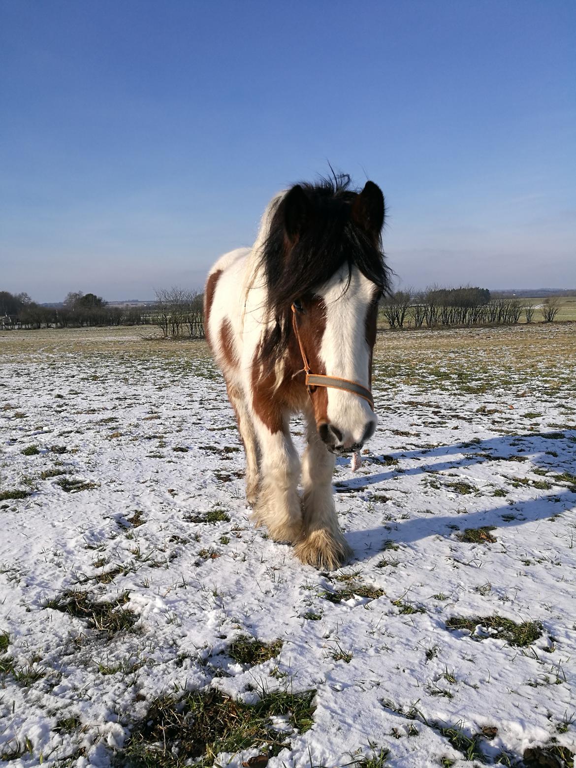 Irish Cob Molly  billede 15