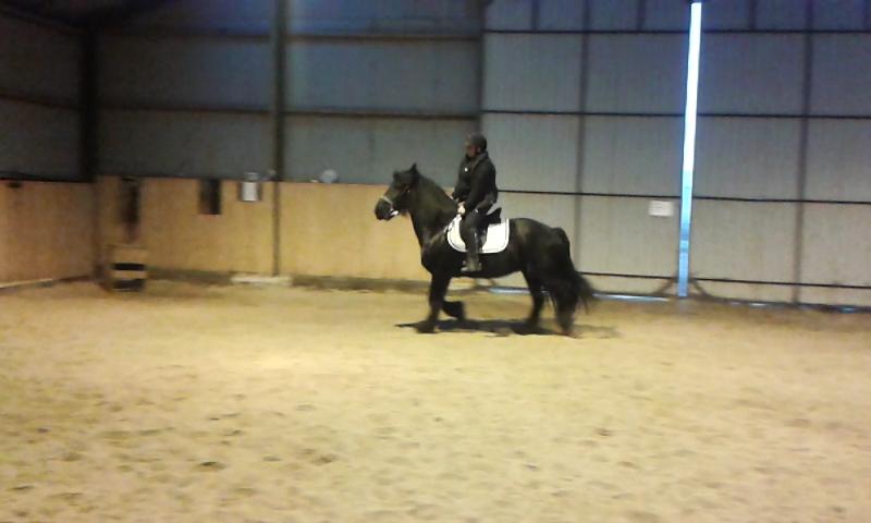 Barockpferd Madonna ( tidligere hest) billede 4