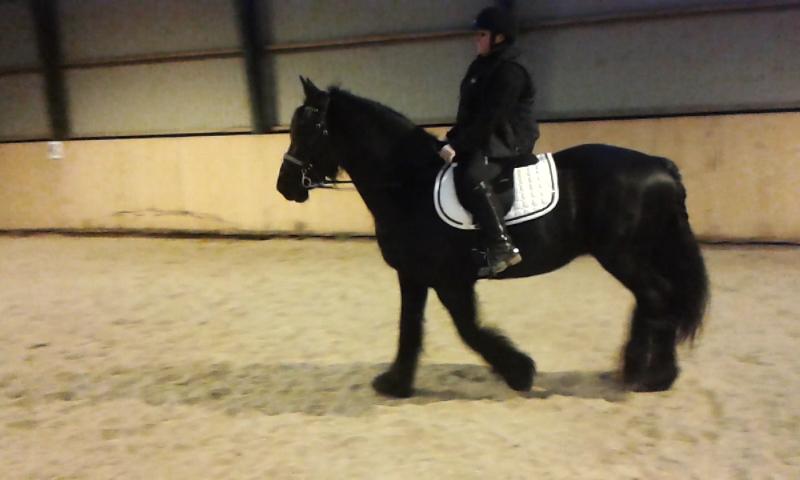 Barockpferd Madonna ( tidligere hest) billede 23