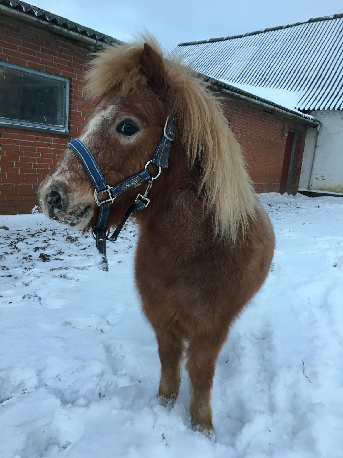 Shetlænder Feline  billede 1