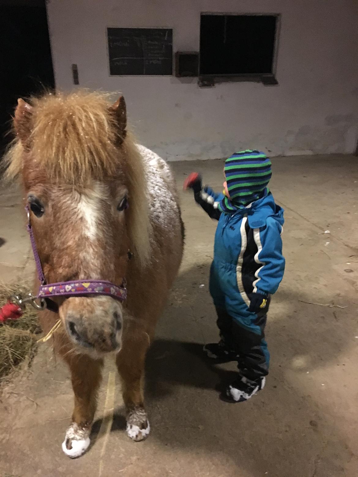 Shetlænder Feline  billede 2