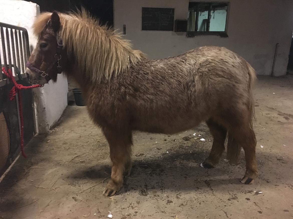 Shetlænder Feline  billede 3