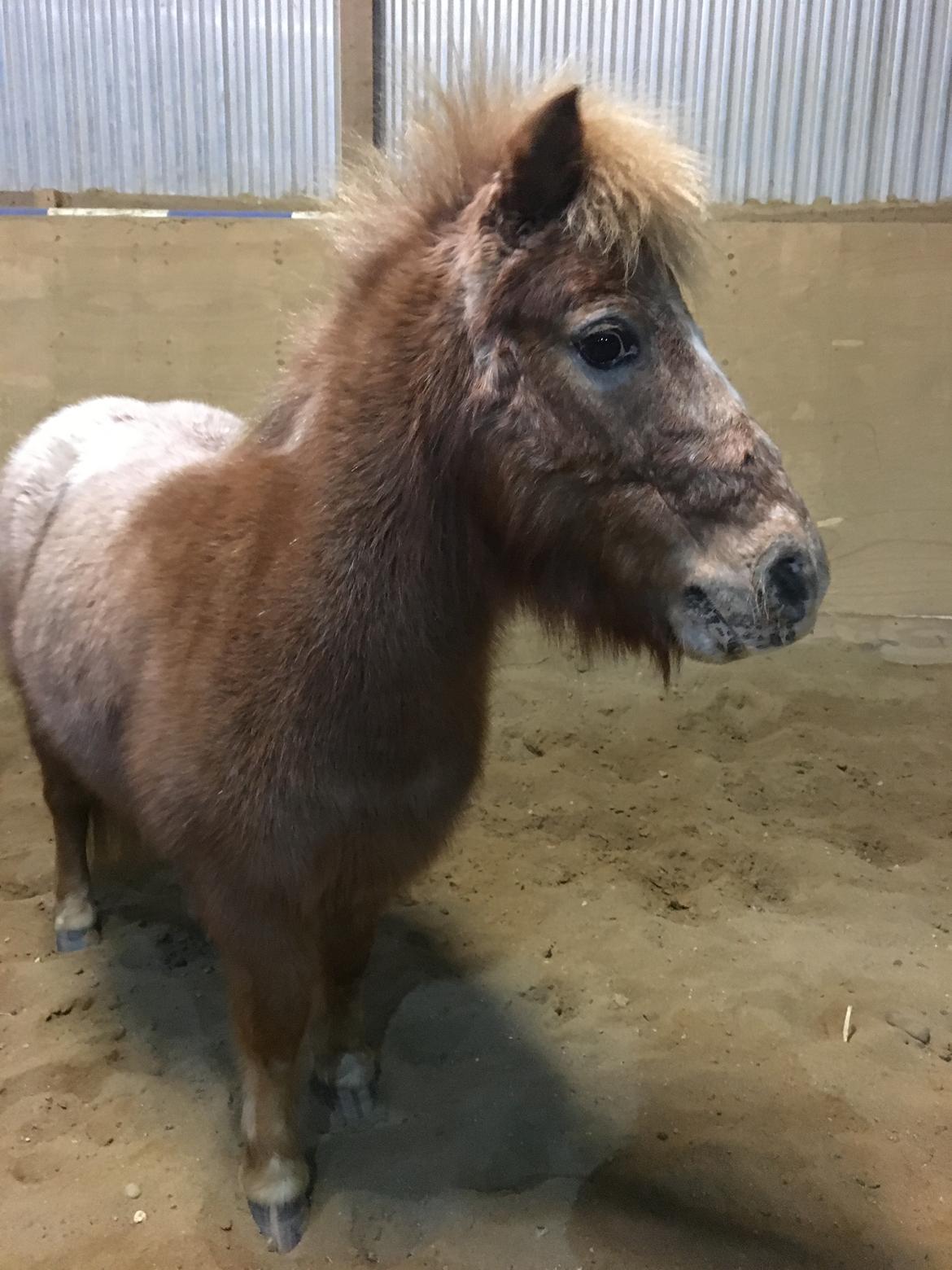 Shetlænder Feline  billede 5