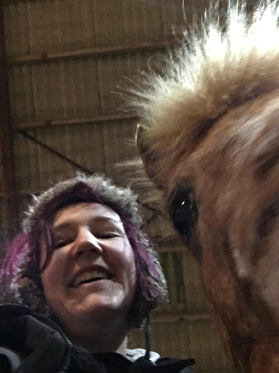 Shetlænder Feline  billede 6