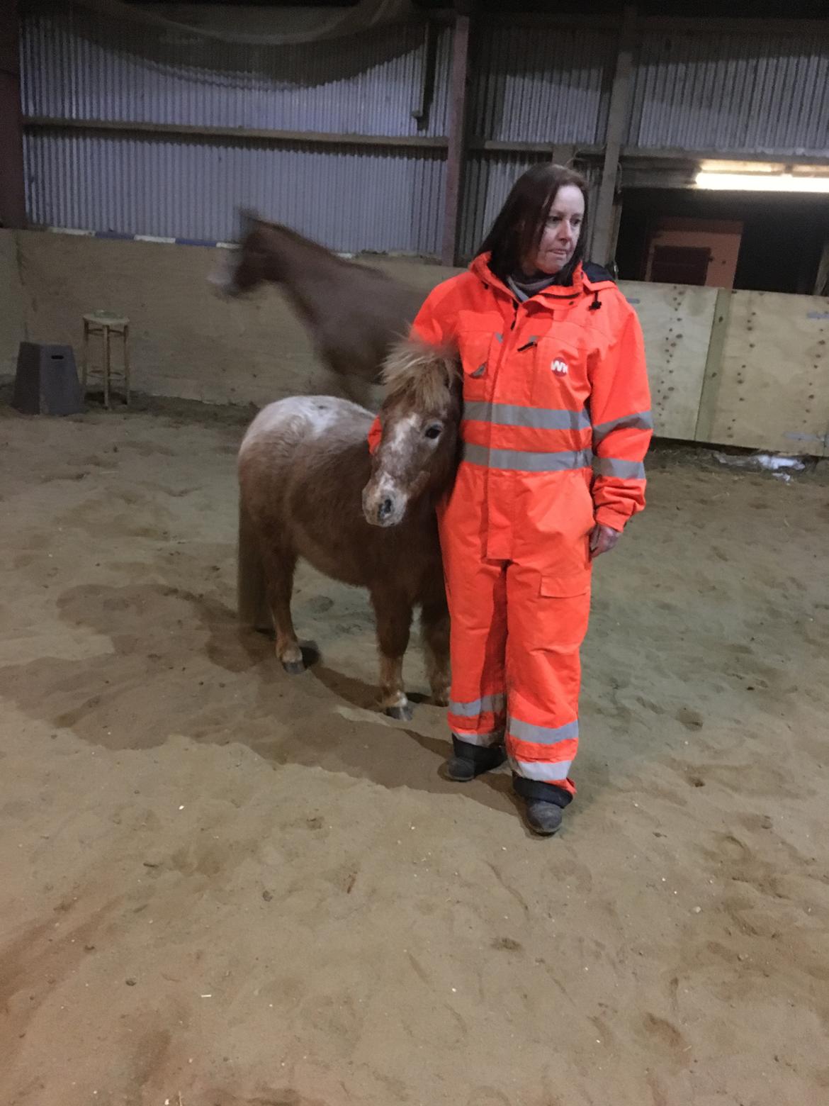 Shetlænder Feline  billede 4