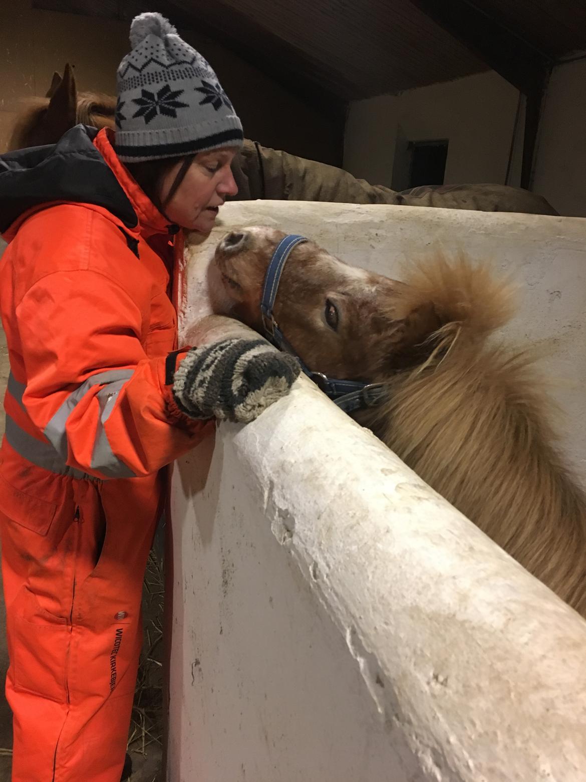 Shetlænder Feline  billede 7