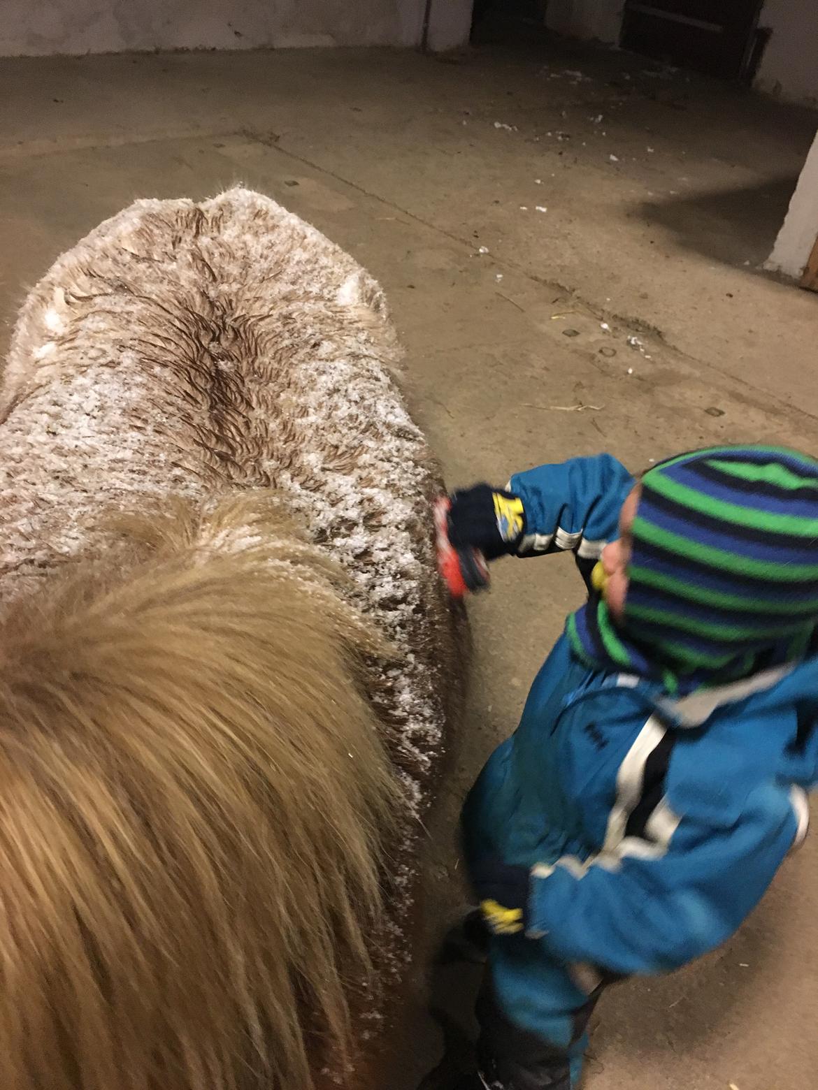 Shetlænder Feline  billede 8