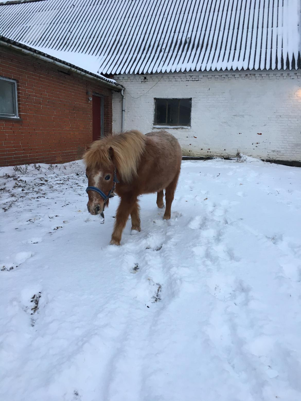 Shetlænder Feline  billede 9