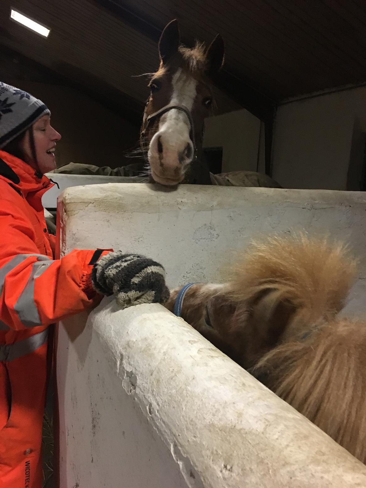 Shetlænder Feline  billede 10