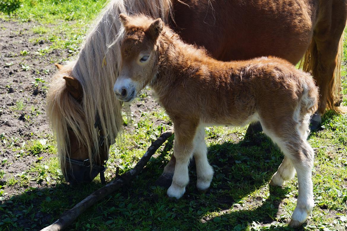 Shetlænder Hedens tammi billede 1