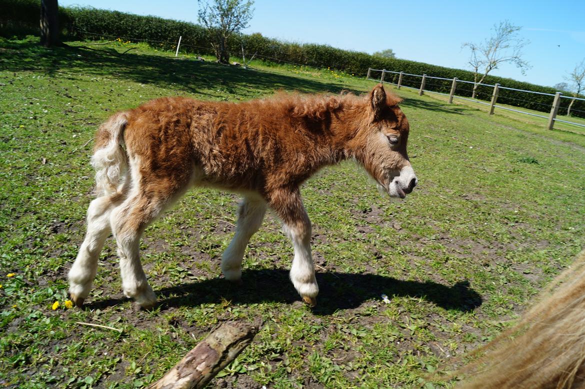 Shetlænder Hedens tammi billede 2