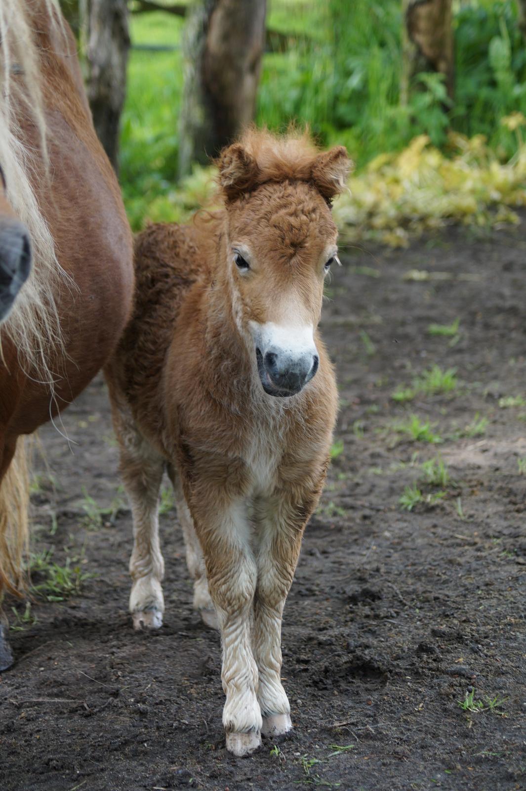 Shetlænder Hedens tammi billede 3