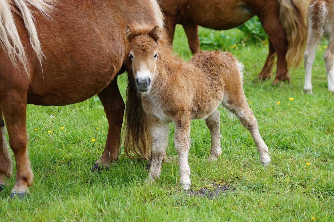 Shetlænder Hedens tammi billede 4