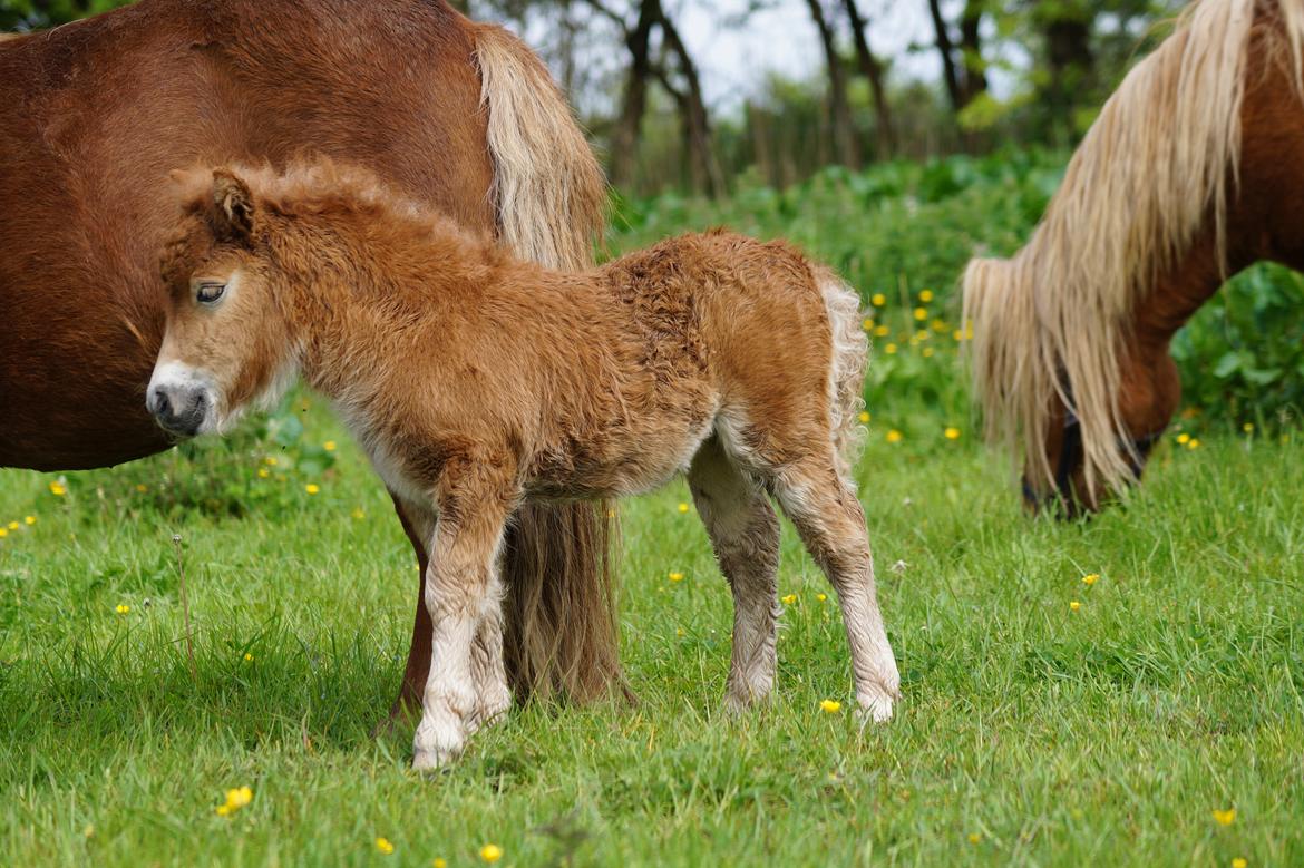 Shetlænder Hedens tammi billede 5