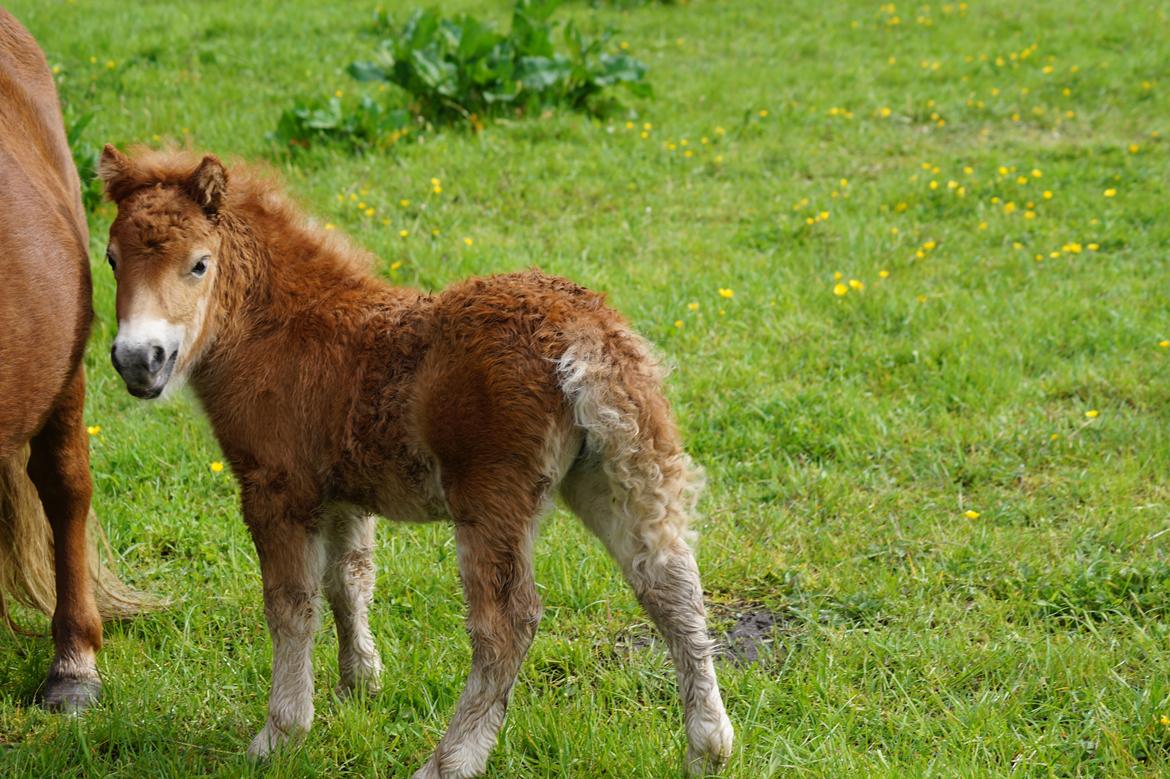 Shetlænder Hedens tammi billede 6