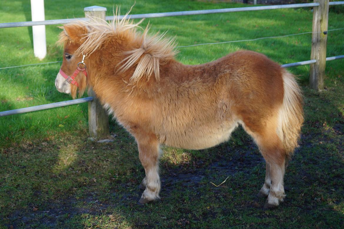 Shetlænder Hedens tammi billede 7