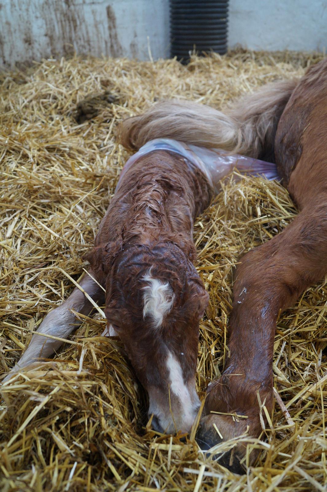 Shetlænder Hedens tippi billede 6