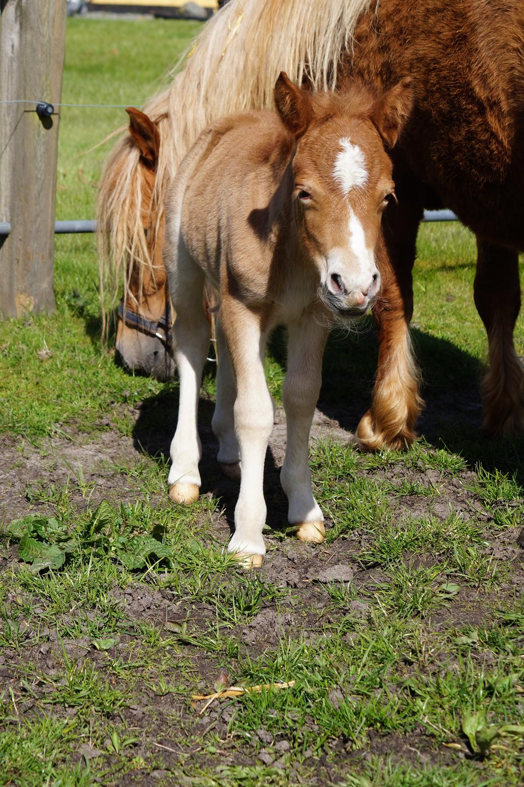 Shetlænder Hedens tippi billede 2