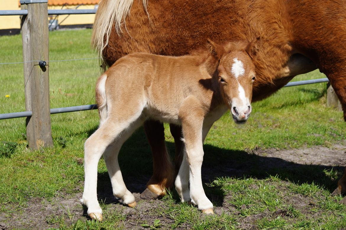 Shetlænder Hedens tippi billede 3