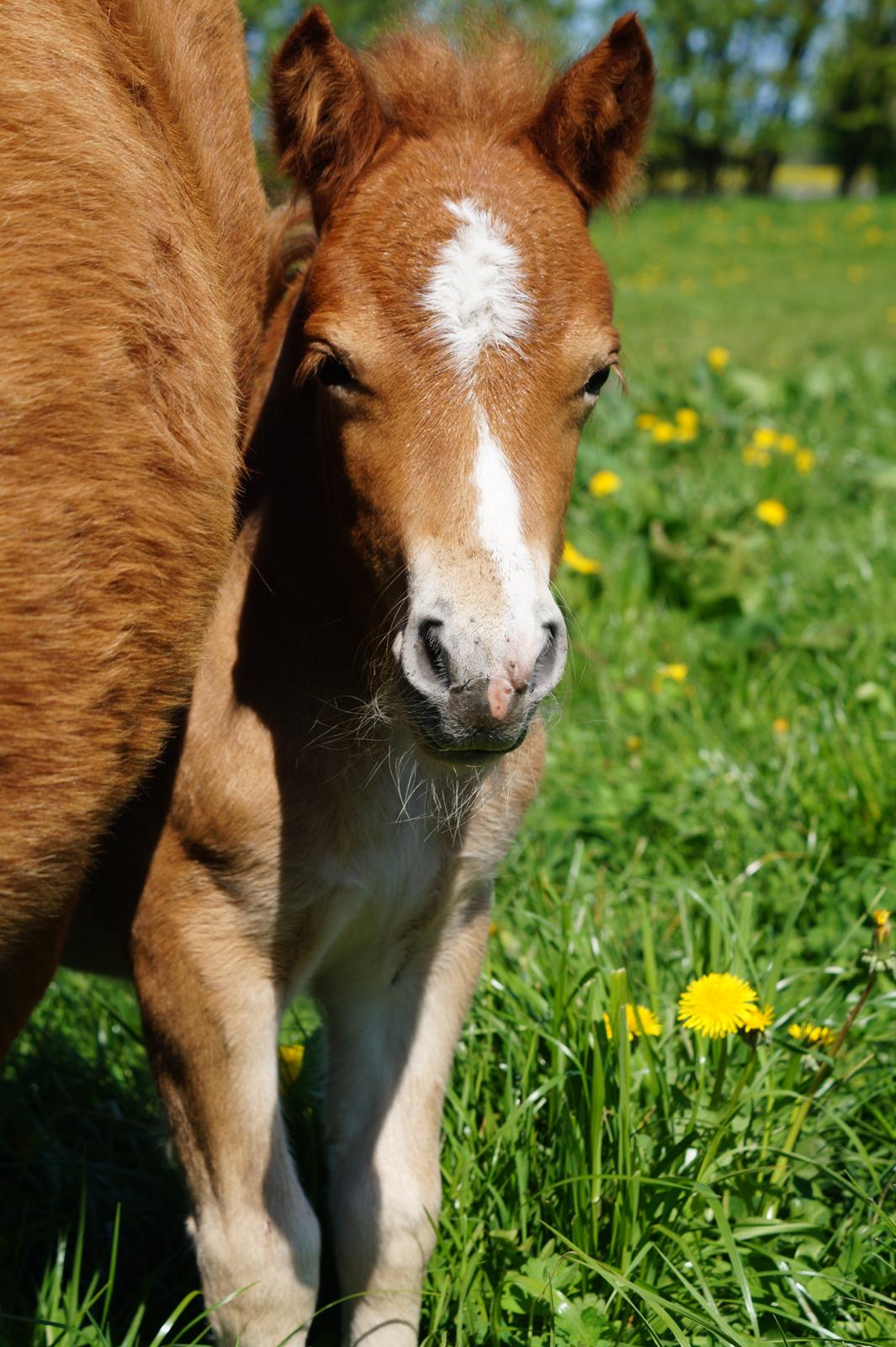 Shetlænder Hedens tippi billede 4