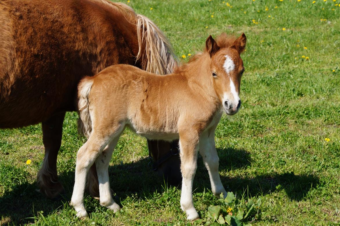 Shetlænder Hedens tippi billede 5