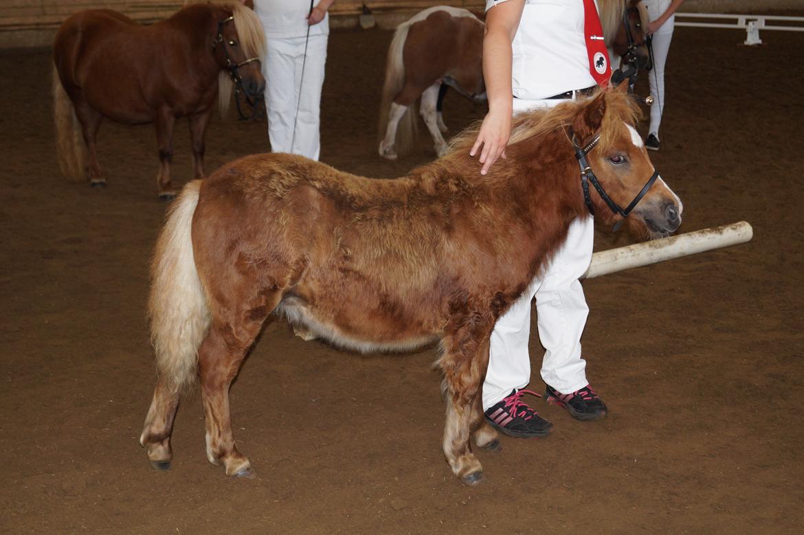 Shetlænder Hedens tippi billede 7