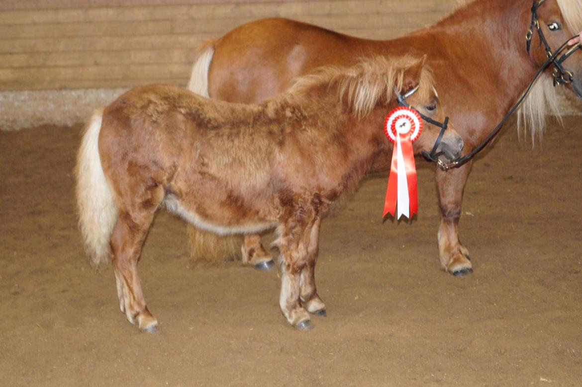 Shetlænder Hedens tippi billede 1