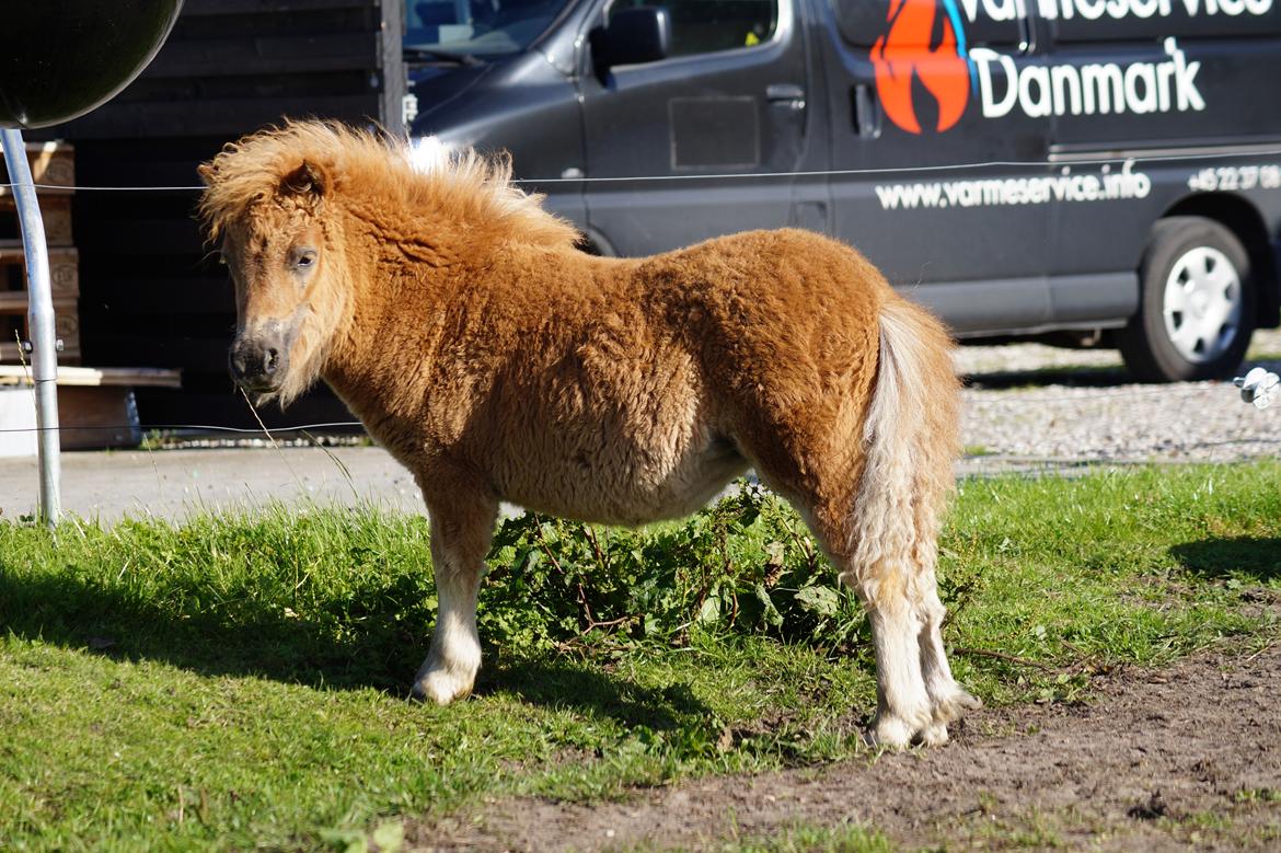 Shetlænder Hedens tammi billede 8