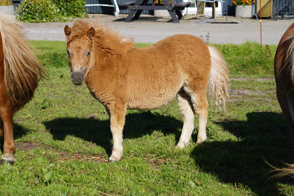 Shetlænder Hedens tammi billede 9