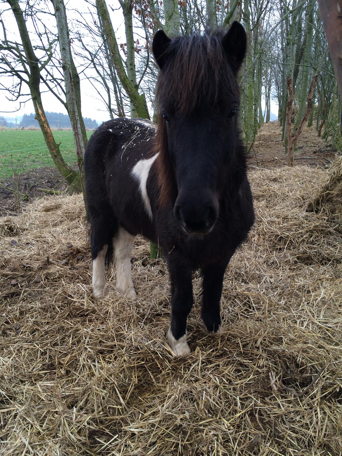 Islænder Vepja gundsø billede 1