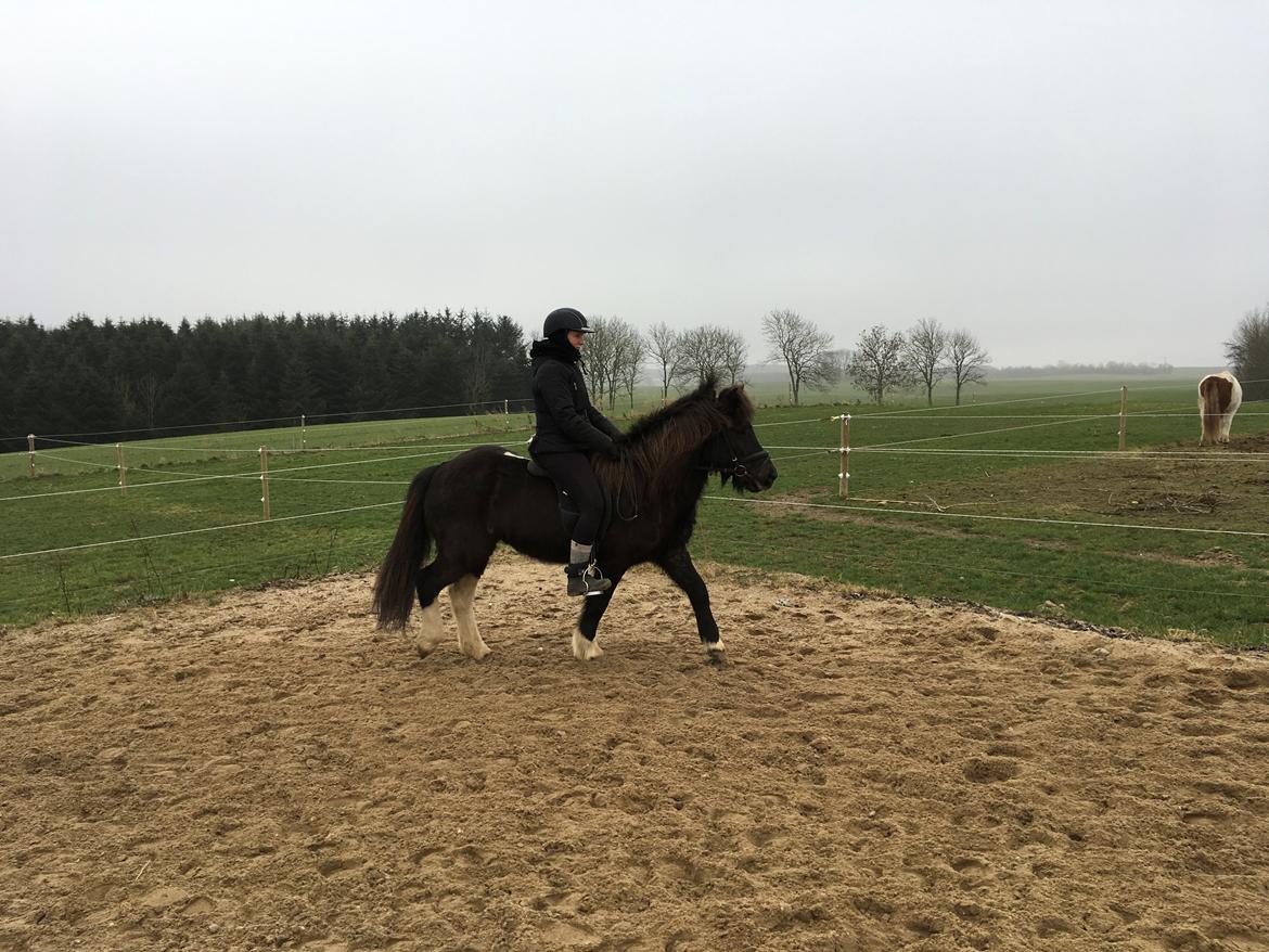 Islænder Vepja gundsø billede 3