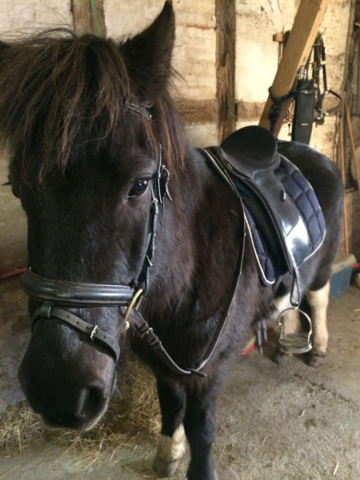 Islænder Vepja gundsø billede 4