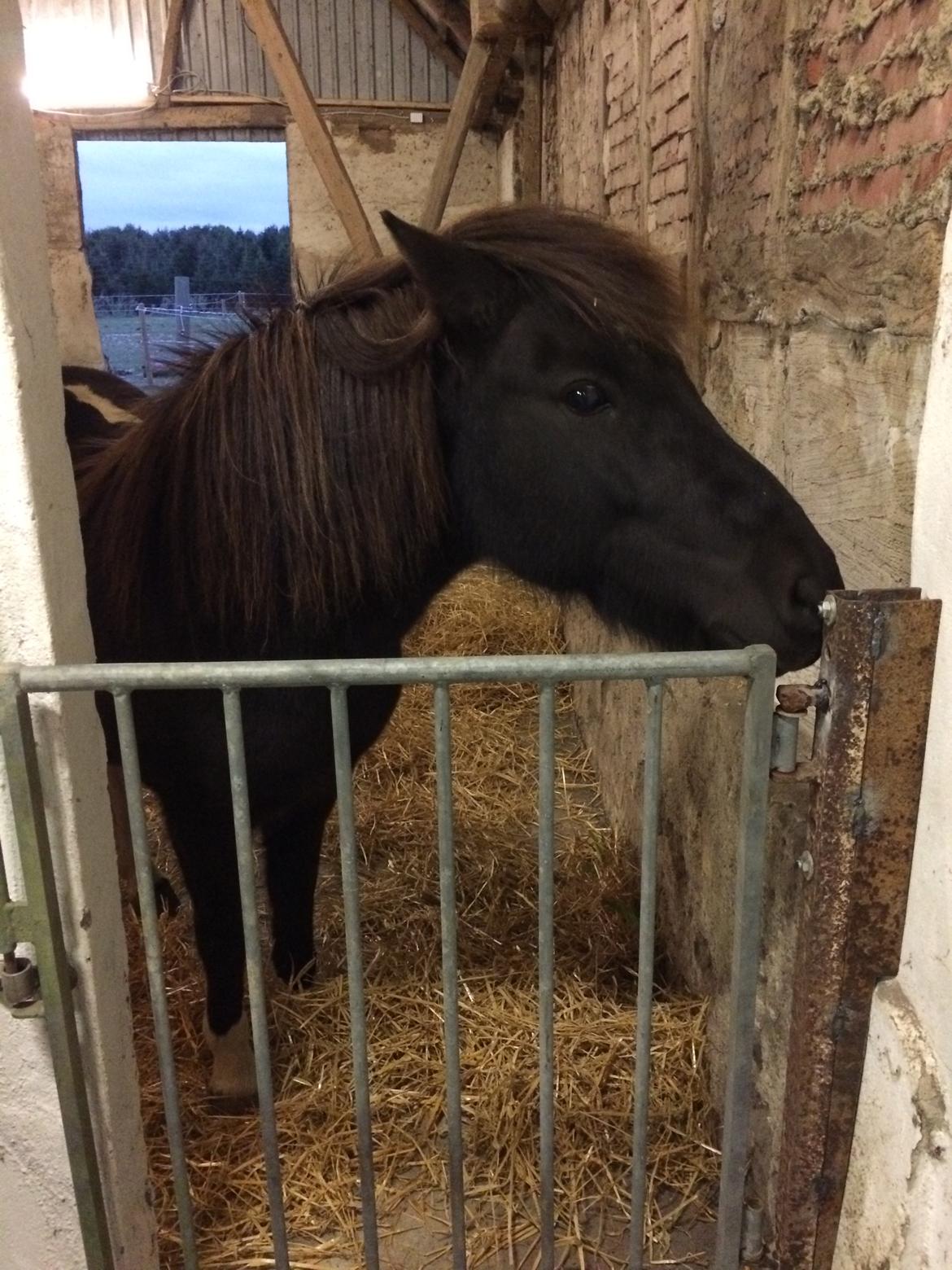 Islænder Vepja gundsø billede 5