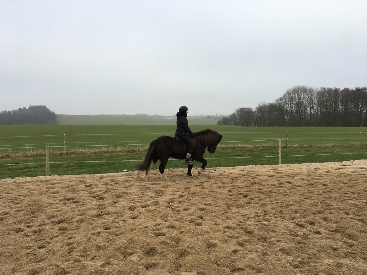 Islænder Vepja gundsø billede 2