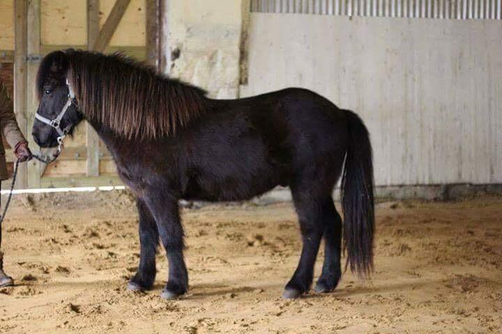 Islænder Birningur fra Skarholt billede 1