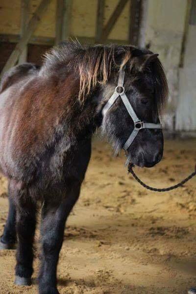 Islænder Birningur fra Skarholt billede 2