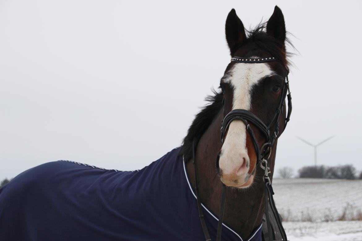 Hollandsk Varmblod Cor De Leandre billede 3