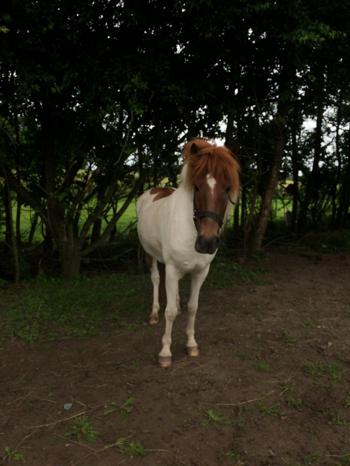 Islænder Laxi fra st. kirkebjerg billede 1